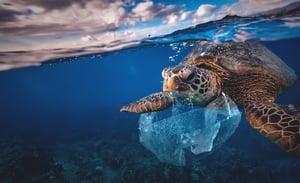 Turtle swimming with plastic in sea
